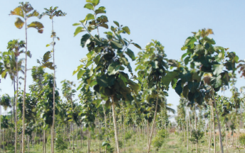 Pokok Jati 1